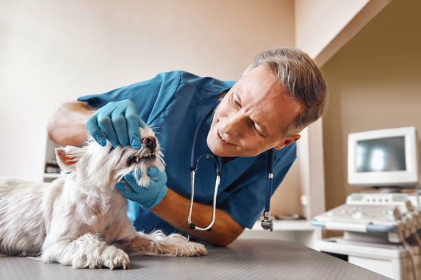 Best Pediatric Emergency Dentist in Roland, OK